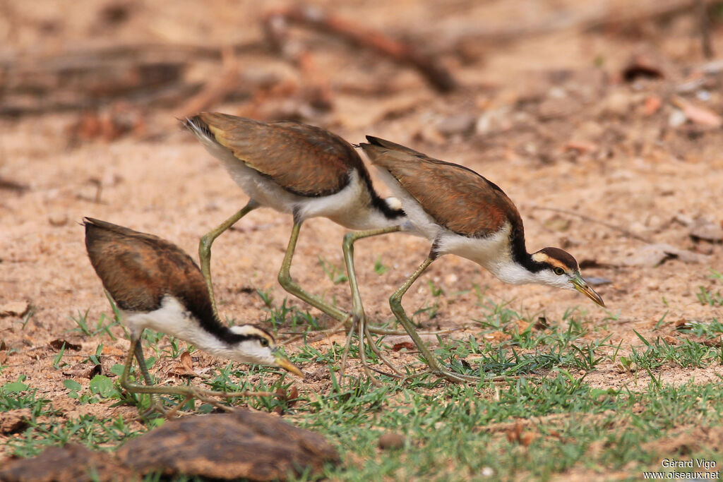 Jacana noirPoussin