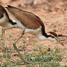Jacana noir