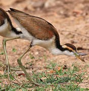 Wattled Jacana