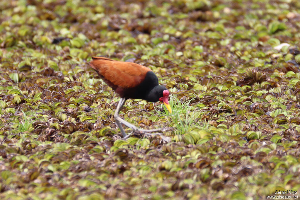 Jacana noiradulte