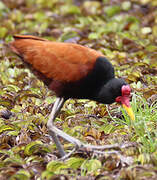 Wattled Jacana