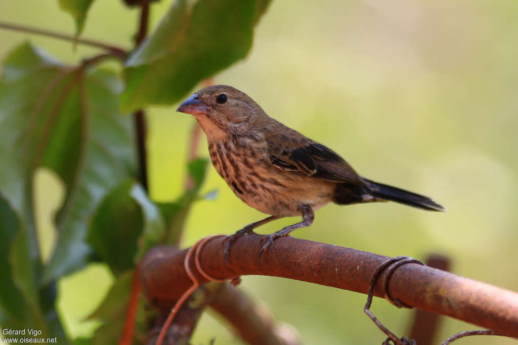 Blue-black Grassquit female adult, identification