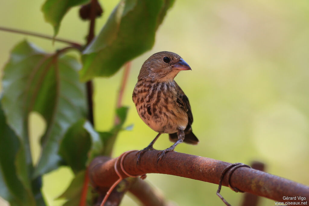 Blue-black Grassquit female adult