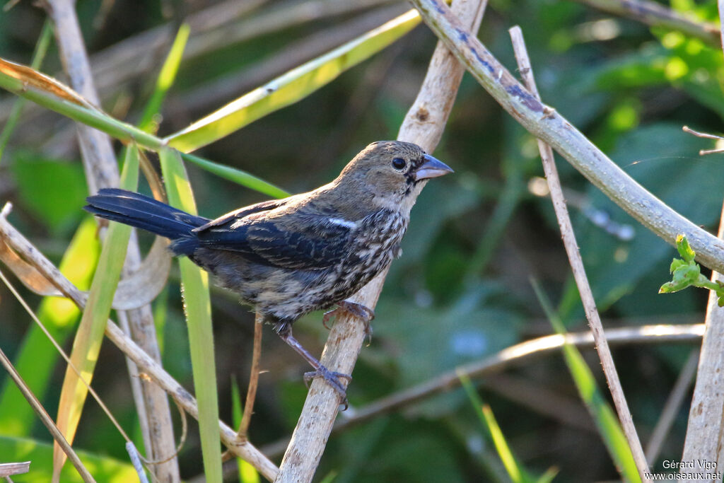 Blue-black Grassquit male immature