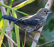 Blue-black Grassquit