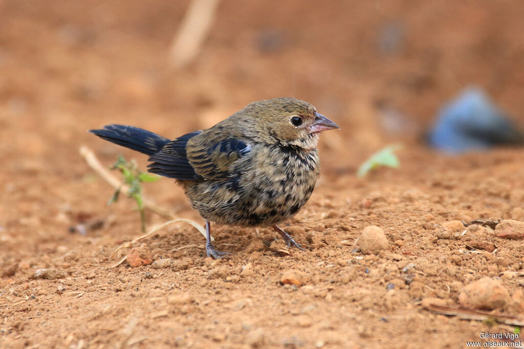 Blue-black Grassquit male juvenile