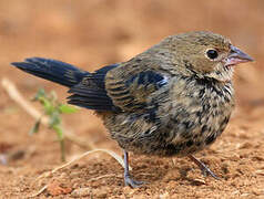 Blue-black Grassquit