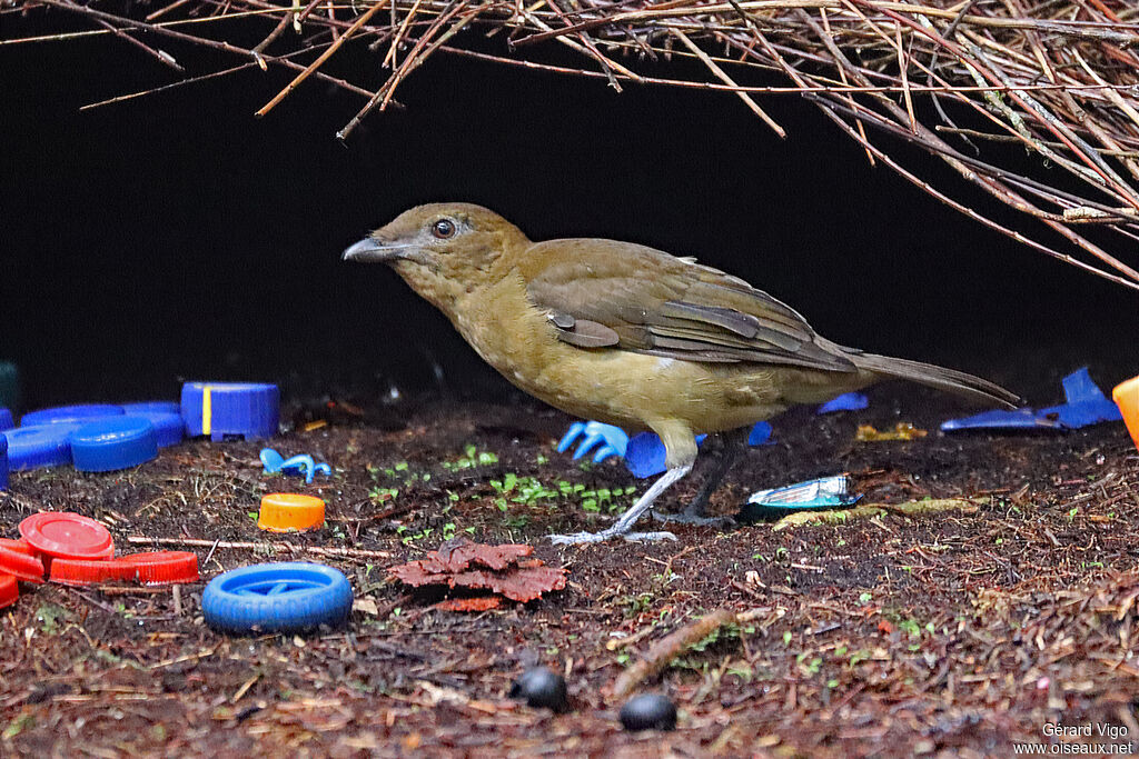 Vogelkop Bowerbird male adult