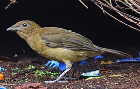 Vogelkop Bowerbird