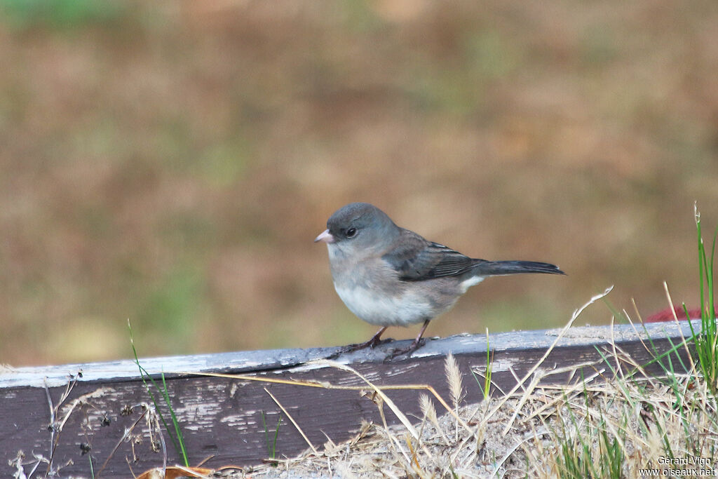 Dark-eyed Juncoadult