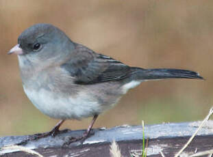 Junco ardoisé