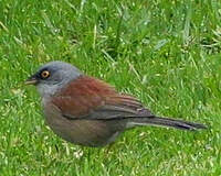 Junco aux yeux jaunes