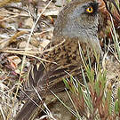 Junco des volcans