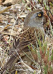 Junco des volcans