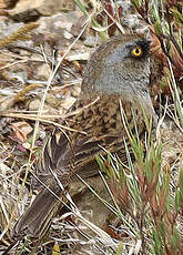 Junco des volcans