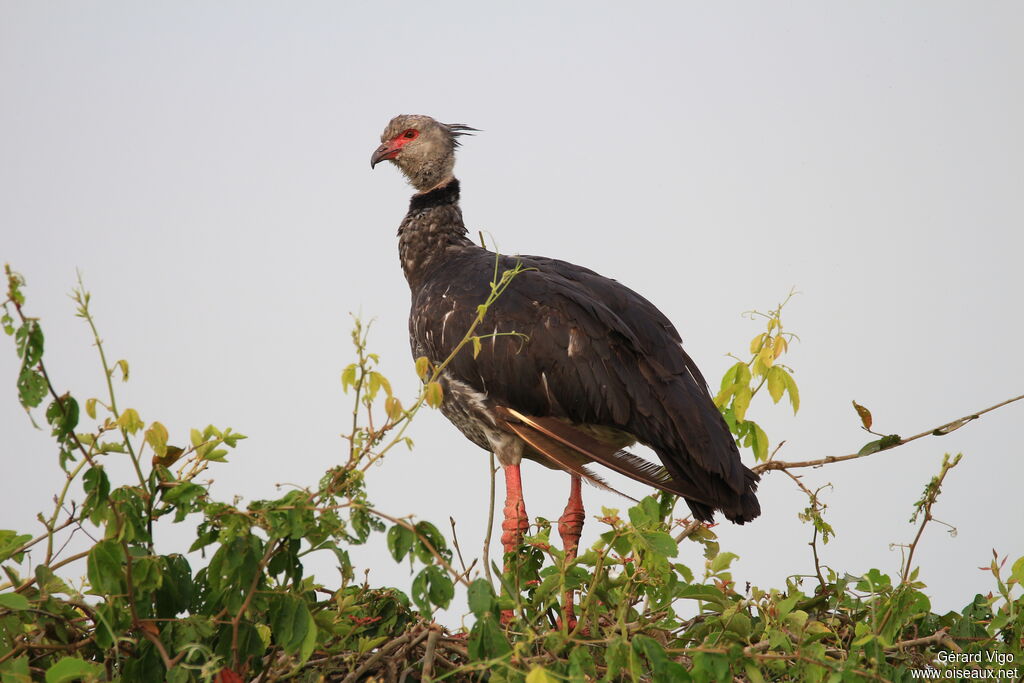 Southern Screameradult