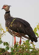 Southern Screamer