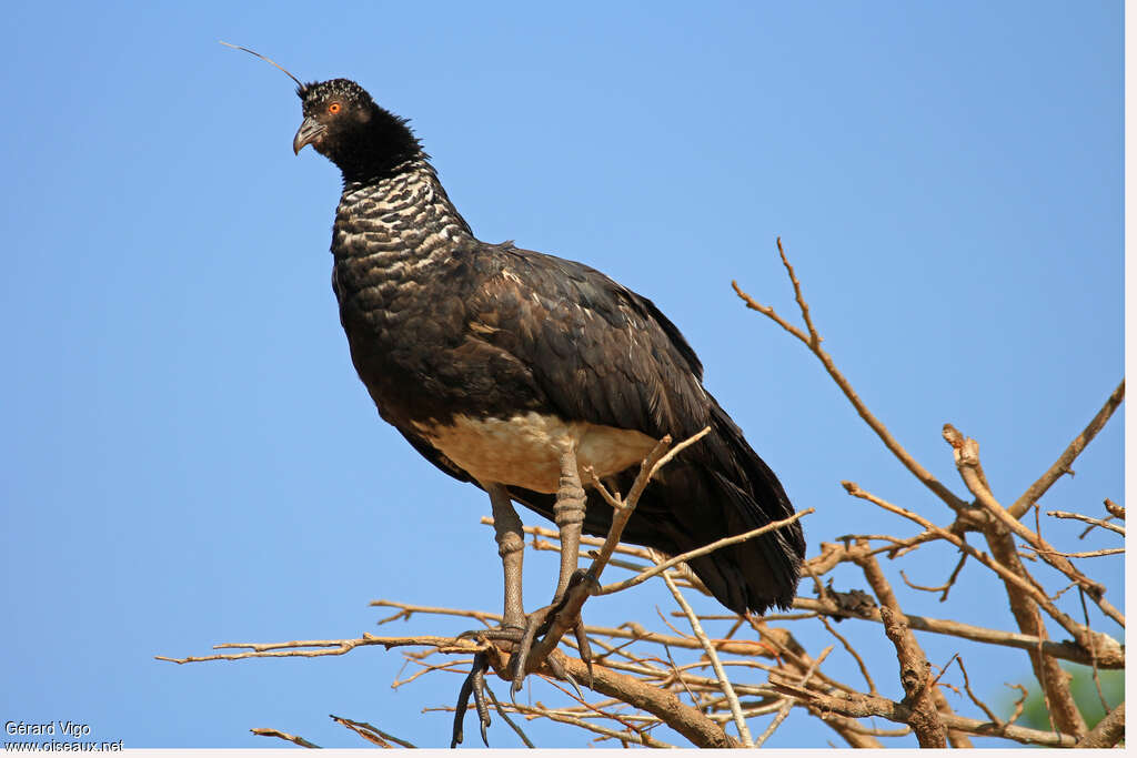 Horned Screameradult, identification