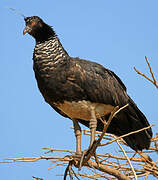 Horned Screamer