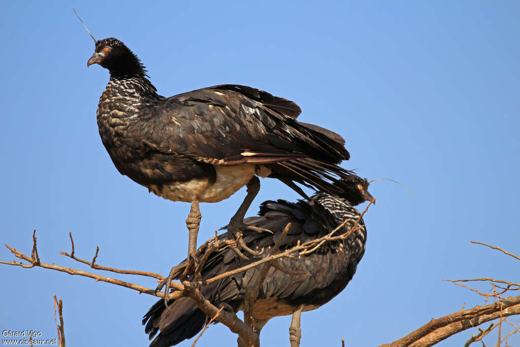 Horned Screameradult