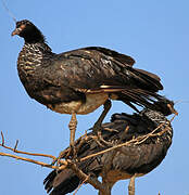 Horned Screamer