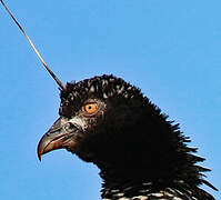 Horned Screamer