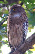 Brown Fish Owl