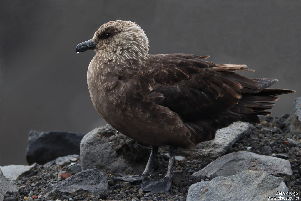 Brown Skuaadult