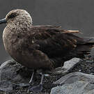 Labbe antarctique