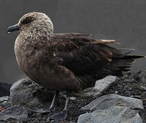 Labbe antarctique