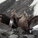 Labbe antarctique