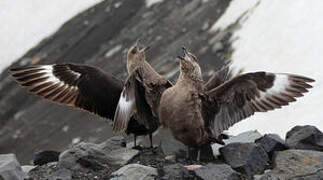 Labbe antarctique