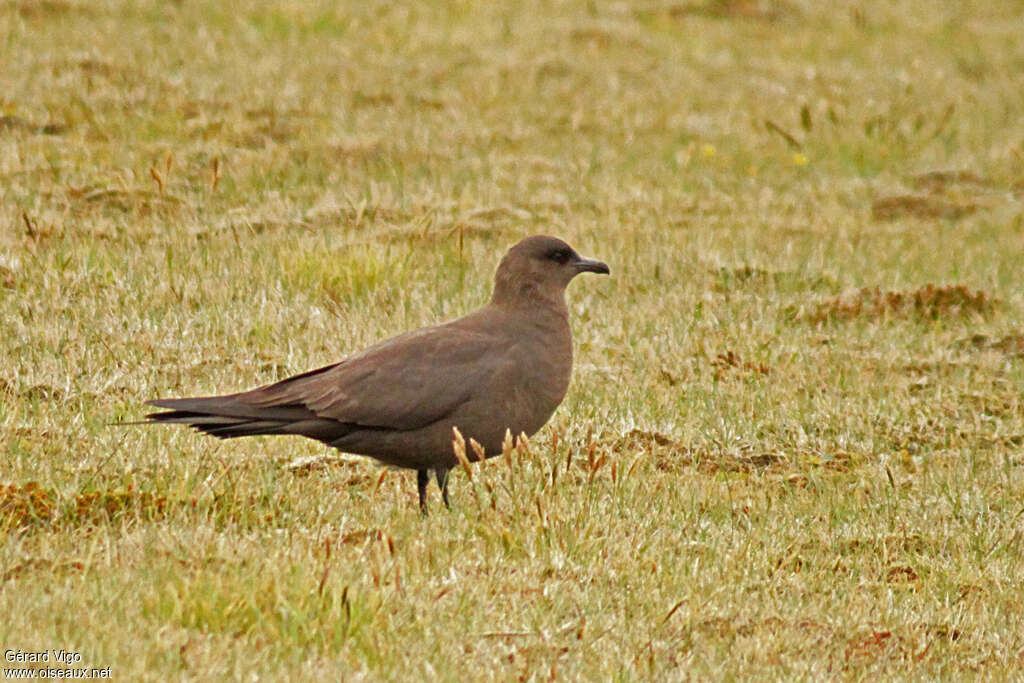 Labbe parasiteadulte nuptial, pigmentation