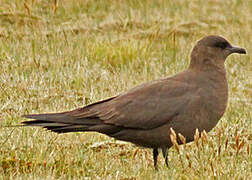 Parasitic Jaeger