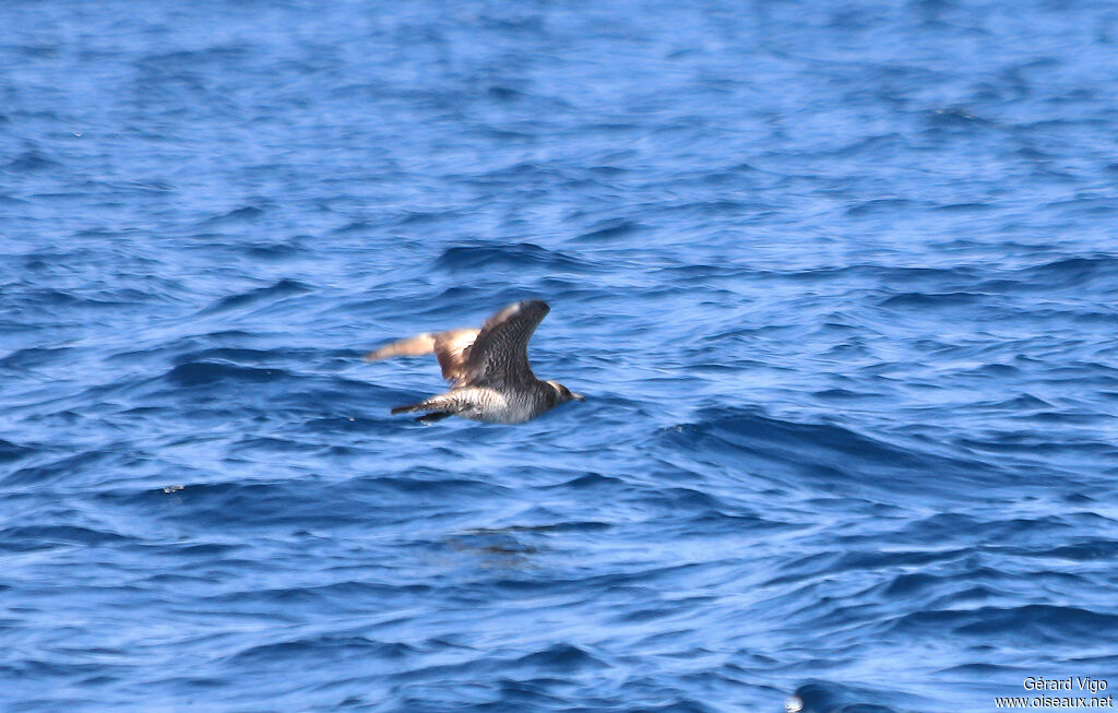 Pomarine Jaegeradult, Flight