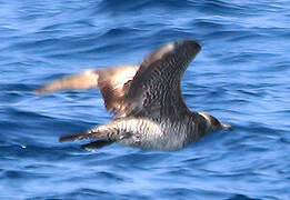 Pomarine Jaeger