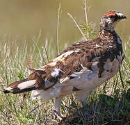 Rock Ptarmigan