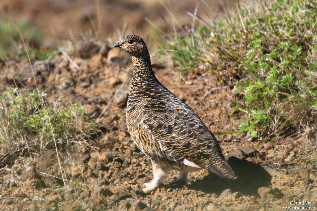 Rock Ptarmigan female adult breeding