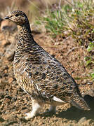 Rock Ptarmigan