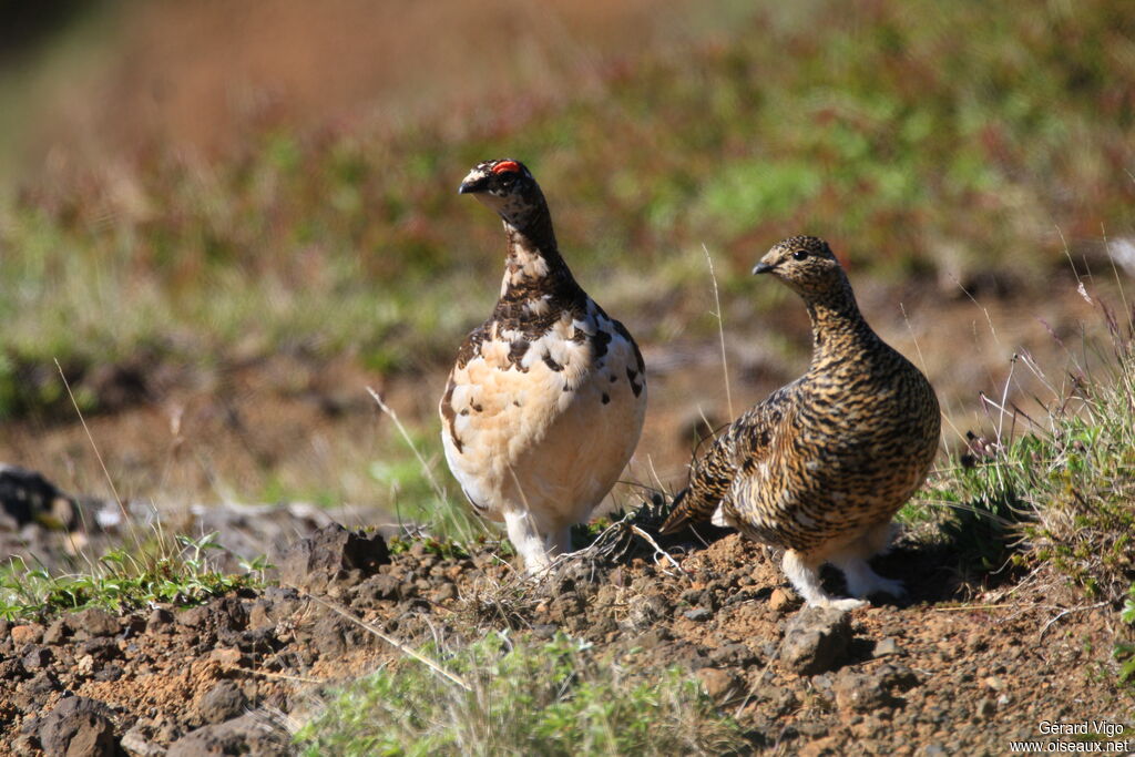 Rock Ptarmiganadult breeding