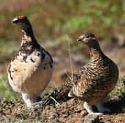 Rock Ptarmigan