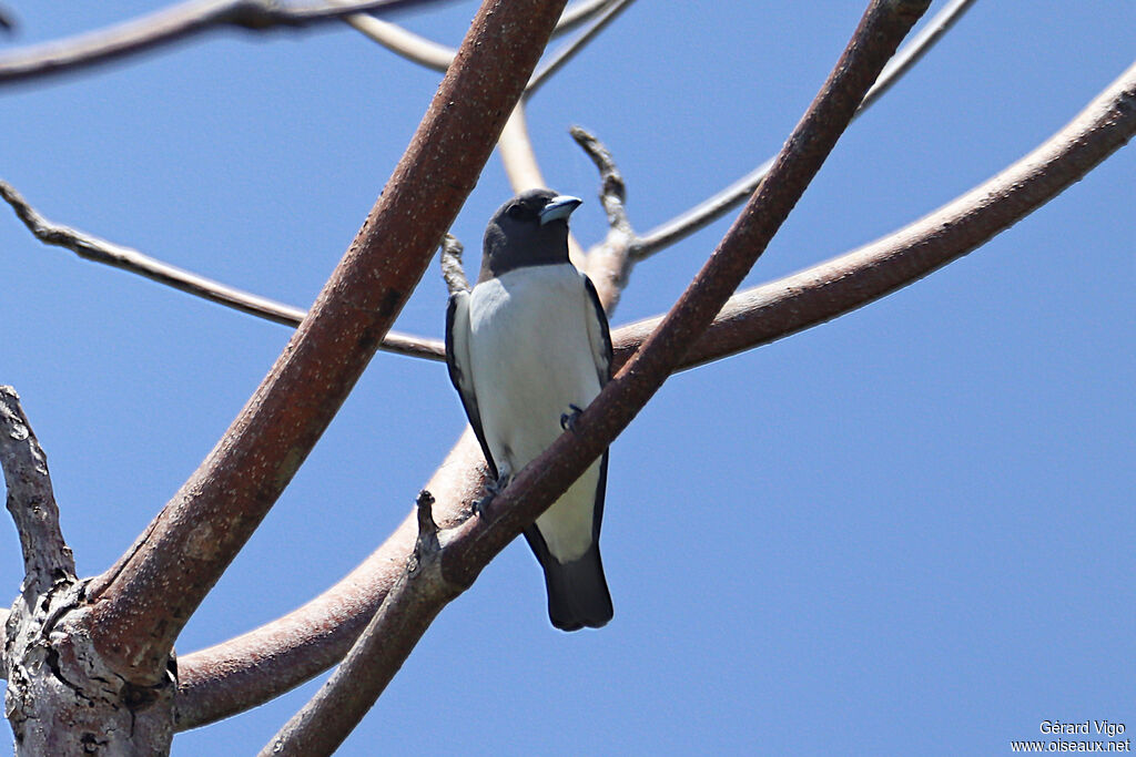 White-breasted Woodswallowadult