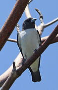 White-breasted Woodswallow