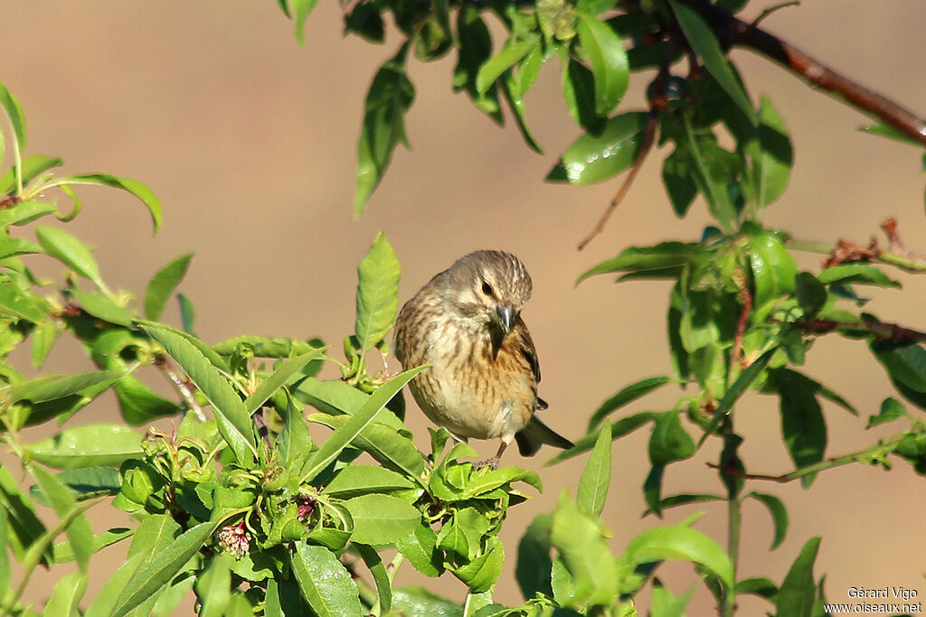 Common Linnet female adult