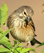 Common Linnet