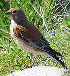 Linotte mélodieuse