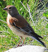 Linotte mélodieuse