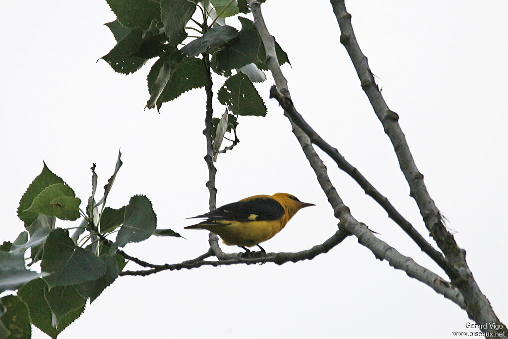 Eurasian Golden Oriole male adult