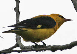 Eurasian Golden Oriole