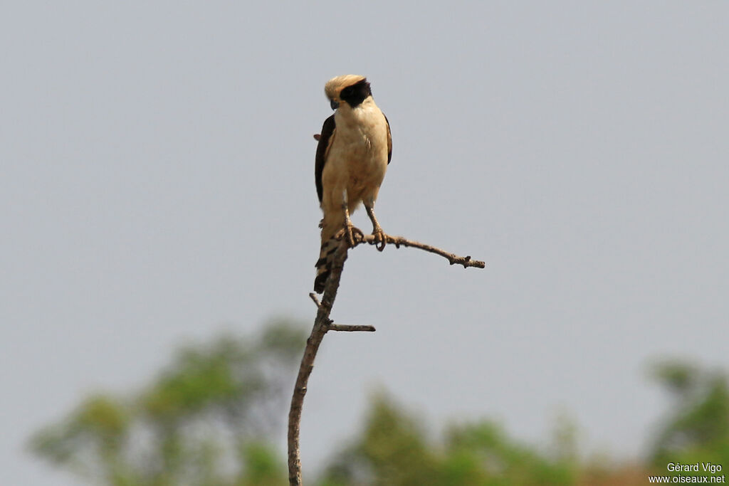 Macagua rieuradulte